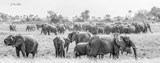 Tubu Tree - Elephant conventionBW Tubu Tree - Elephant conventionBW